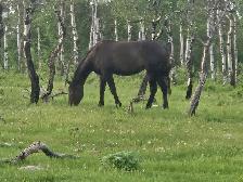 HORSES WANTED