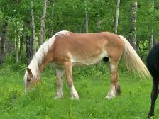 HORSES WANTED - Photo 2