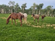 HORSES WANTED - Photo 3
