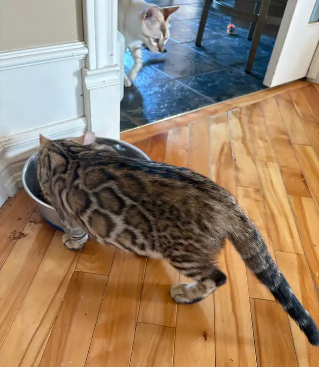 Chaton Bengal