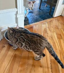 Chaton Bengal