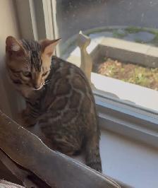 Chaton Bengal - Photo 2