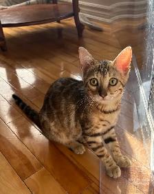 Chaton Bengal - Photo 4