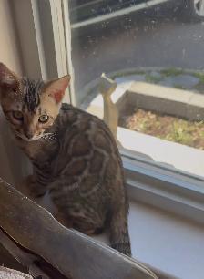 Chaton Bengal - Photo 5