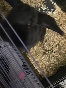 Young Female Bunny - Photo 2