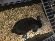 Young Female Bunny - Photo 3