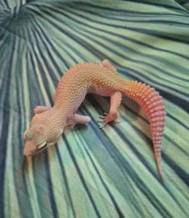 Geckos Léopards à Vendre