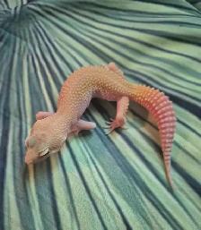 Geckos Léopards à Vendre