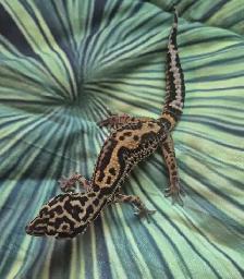 Geckos Léopards à Vendre - Photo 5