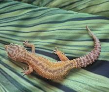 Geckos Léopards à Vendre - Photo 6