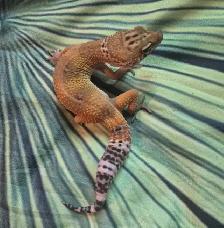 Geckos Léopards à Vendre - Photo 7