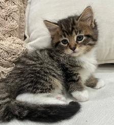 Chaton Sibérien Hypoallergene