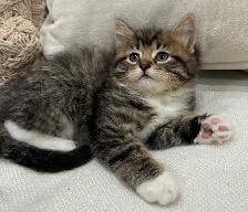 Chaton Sibérien Hypoallergene - Photo 4
