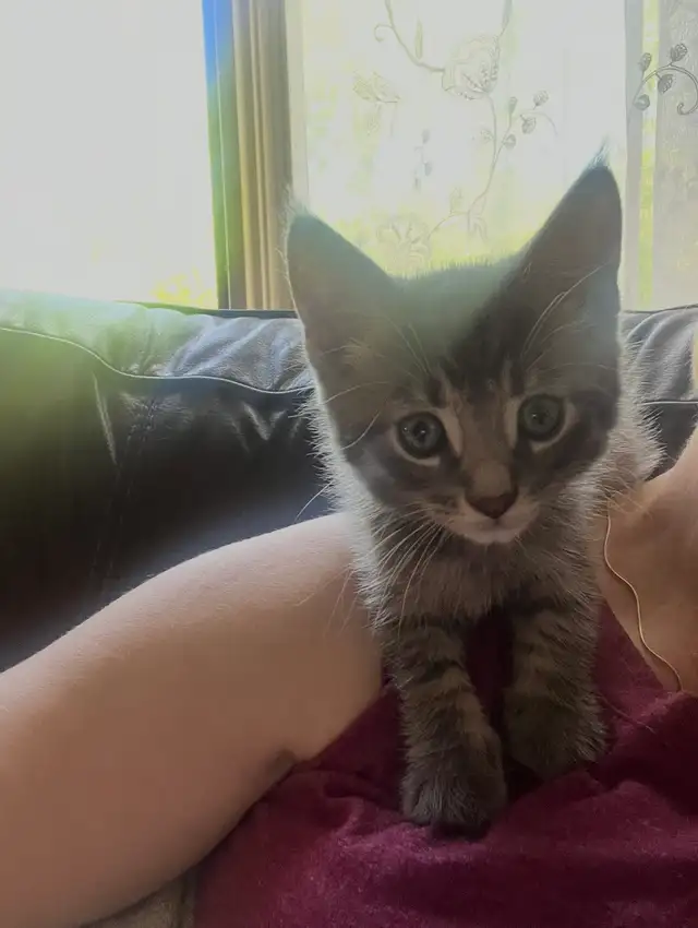 Adorable Kitten