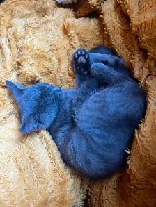 Adorable Kitten - Photo 2