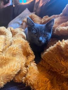 Adorable Kitten - Photo 3