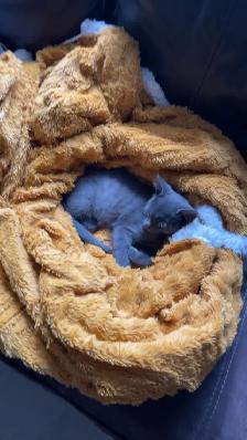 Adorable Kitten - Photo 7