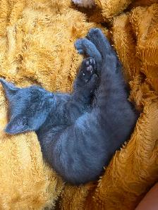 Adorable Kitten - Photo 8