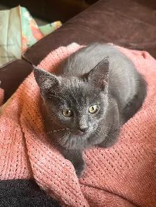 Adorable Kitten - Photo 9