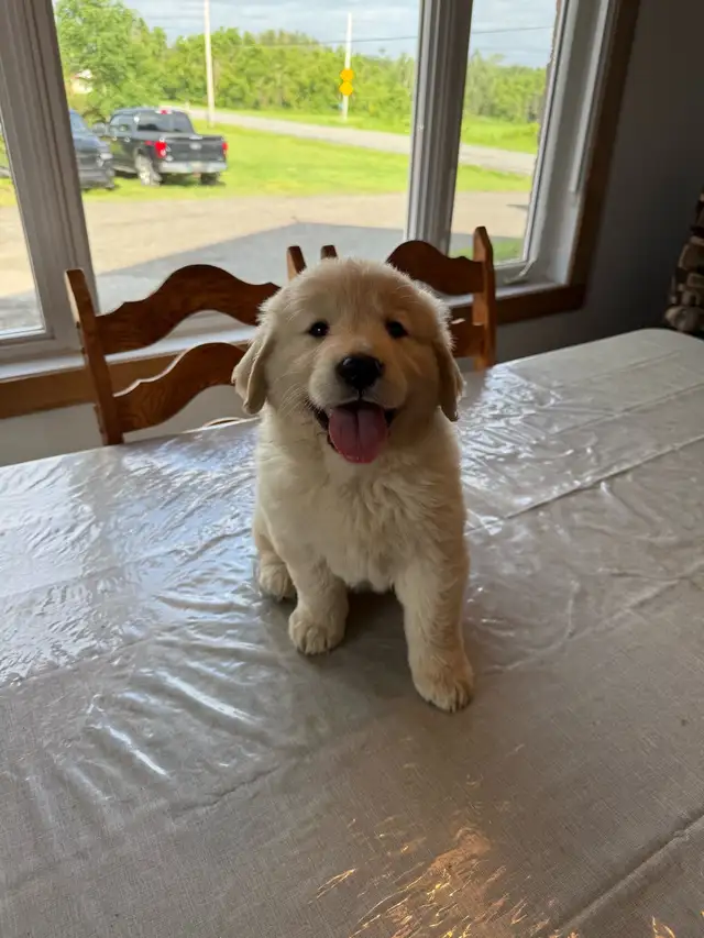Golden  retriever