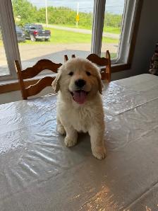 Golden  retriever