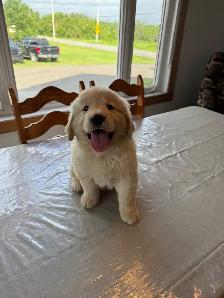 Golden  retriever - Photo 2