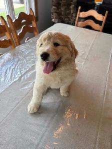 Golden  retriever - Photo 3