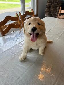 Golden  retriever - Photo 4