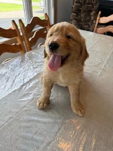 Golden  retriever - Photo 5