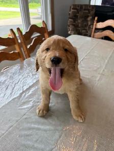 Golden  retriever - Photo 6