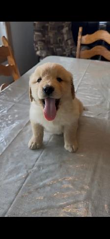 Golden  retriever - Photo 7
