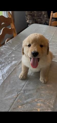 Golden  retriever - Photo 8