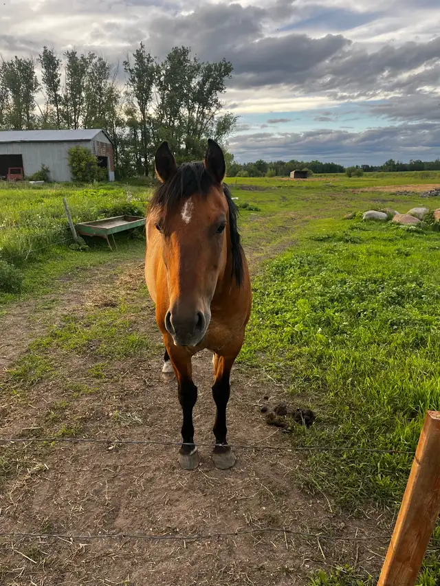 progect horse