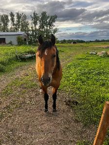 progect horse