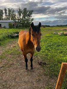 progect horse - Photo 2