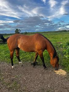 progect horse - Photo 3