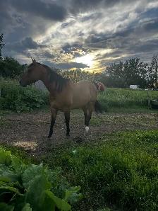 progect horse - Photo 4