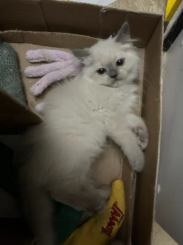 Chaton Himalayen Bleu Point