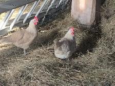 hens available
