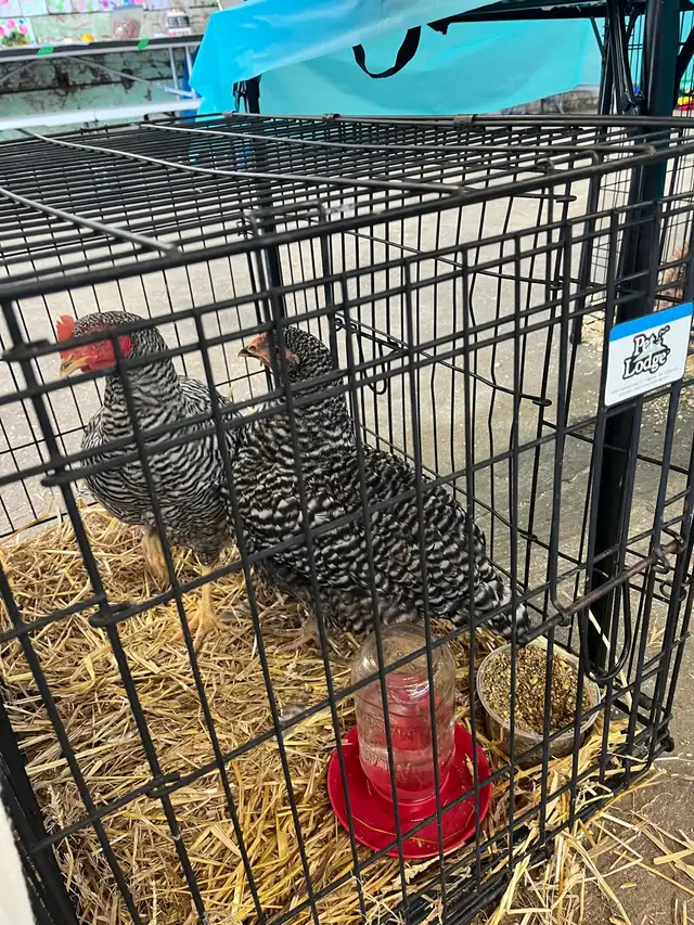 Plymouth Barred Rock Roosters