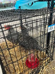 Plymouth Barred Rock Roosters