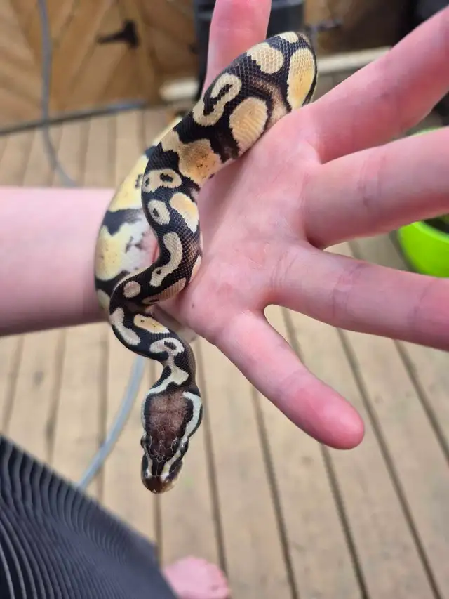 Male pastel 100% het pied