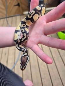 Male pastel 100% het pied