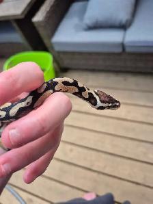 Male pastel 100% het pied - Photo 2