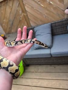 Male pastel 100% het pied - Photo 3