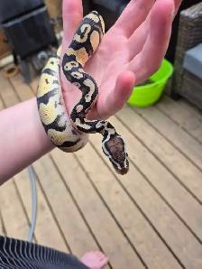 Male pastel 100% het pied - Photo 4