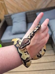 Male pastel 100% het pied - Photo 5