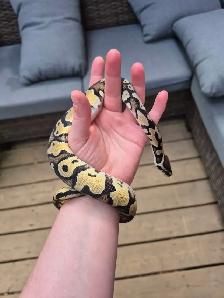 Male pastel 100% het pied - Photo 6