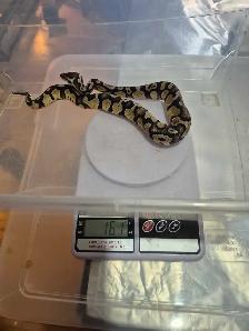 Male pastel 100% het pied - Photo 7