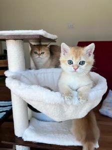 Elegant & affectionate female kitten/ Golden British shorthair - Photo 2